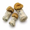 bluey vuitton mushroom