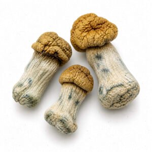 bluey vuitton mushroom