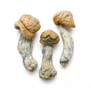 hillbilly shroom strain